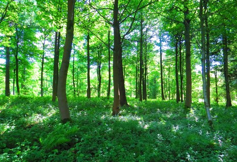 Promoting Wellness Through Reconnecting Guests With Nature