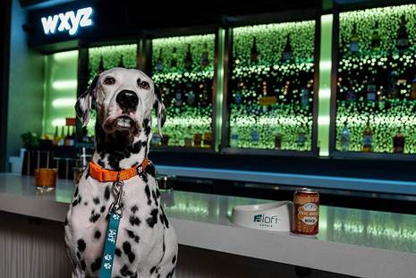 Aloft Hotels Offers Working Dogs Free (Dog) Brew This International Dog Day